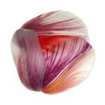 Ковёр - Tulip Mania Round Red Shell - MOOOI - 250 x 250
