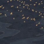 Обои - Casamance - Migration Marine/doré - 76730610